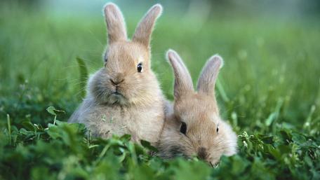 Fluffy Companions in a Green Meadow wallpaper