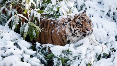 Majestic Tiger Exploring a Winter Wonderland wallpaper