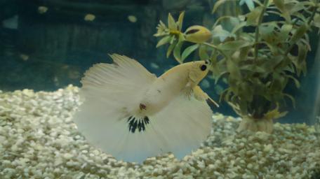 HALF MOON BETTA wallpaper