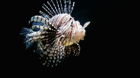 Majestic Red Lionfish in the Deep Sea wallpaper