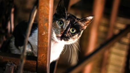 amazing cat wallpaper