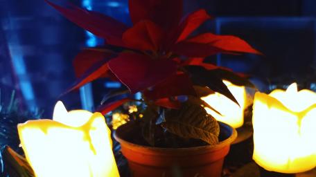 Vibrant Red Flower with Soft Candlelight Glow wallpaper