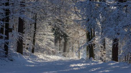 Snowy forest path wallpaper