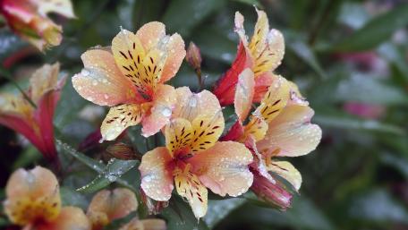 Vibrant Dew-Kissed Flowers in Full Bloom wallpaper