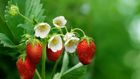 Strawberries and Blossoms in Nature's Embrace wallpaper