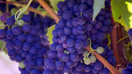Grape wallpaper