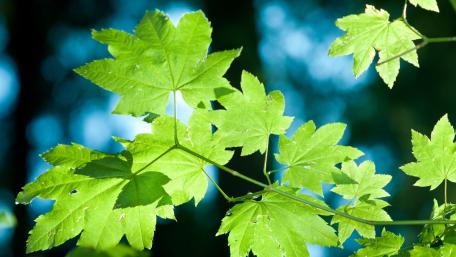 Vibrant Green Leaves Against a Soft Background wallpaper