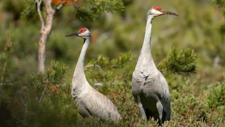 Elegant Sandhill Cranes in Natural Habitat wallpaper