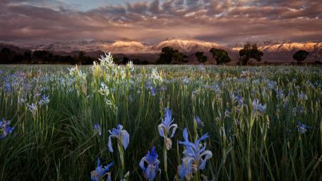 Iris field wallpaper