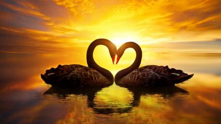 Black swans heart wallpaper