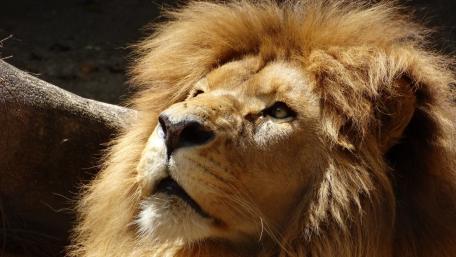 Lion wallpaper
