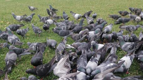 Pigeons wallpaper