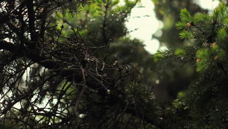 Serenity Among Evergreen Branches wallpaper