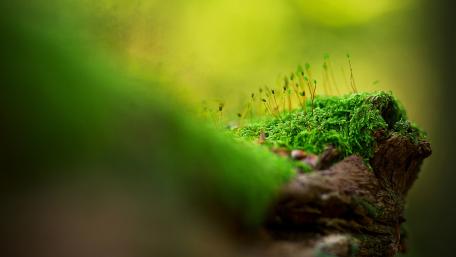 Lush Green Moss Macro Delight wallpaper