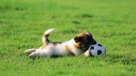 Playful Puppy with a Soccer Ball in the Grass wallpaper