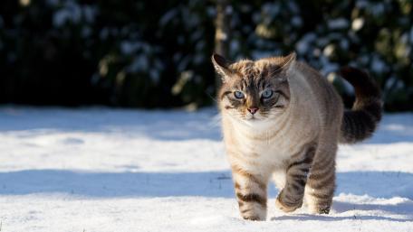 Charming Cat in a Winter Wonderland wallpaper