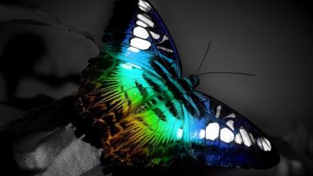 Vibrant Butterfly in Stunning Colors wallpaper