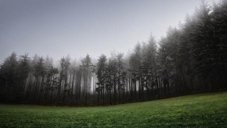Misty Pines in a Serene Glade wallpaper