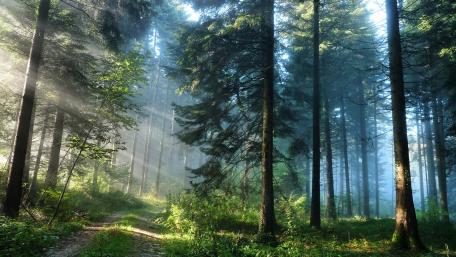 Serene Forest Pathway Through Sunlit Trees wallpaper