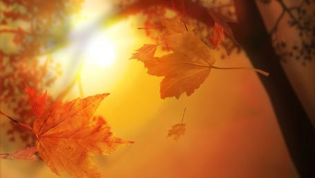 Golden Leaves Drifting in Autumn Light wallpaper
