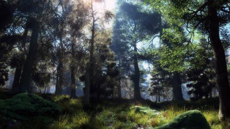 Serene Morning in a Lush Forest wallpaper