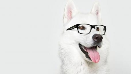 Charming White Dog with Glasses Offbeat Style wallpaper