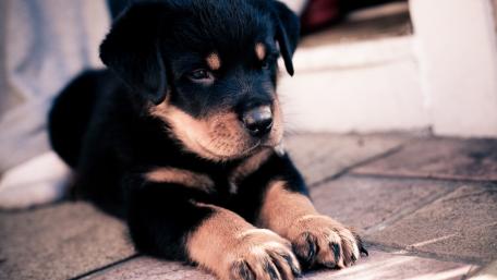 Rottweiler puppy wallpaper