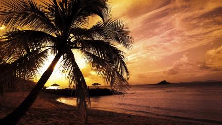 Golden Sunset Over Tranquil Beach with Palm Trees wallpaper