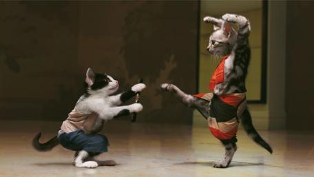 Ninja cats wallpaper