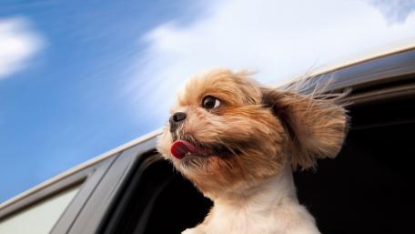 Joyful Dog Enjoying the Ride in the Car wallpaper