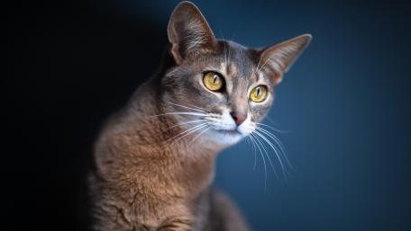 Elegant Cat Portrait in Soft Lighting wallpaper