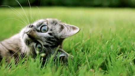 Playful Cat in Green Grass wallpaper