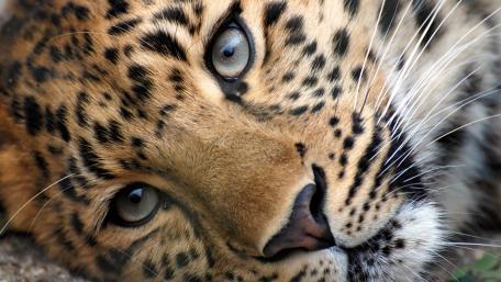Leopard's Gentle Gaze wallpaper