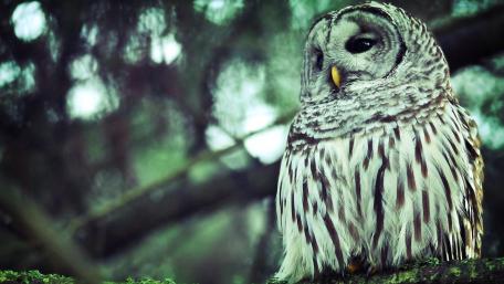 Majestic Owl in Serenity wallpaper