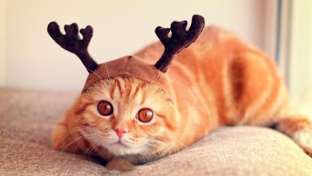 Reindeer cat wallpaper