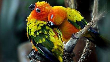 Sun Conures in a Tender Embrace wallpaper