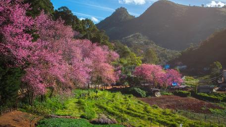 Cherry Blossoms in a Serene Valley wallpaper