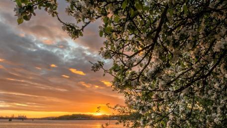 Blossoming Tree at Sunset in Spring Atmosphere wallpaper