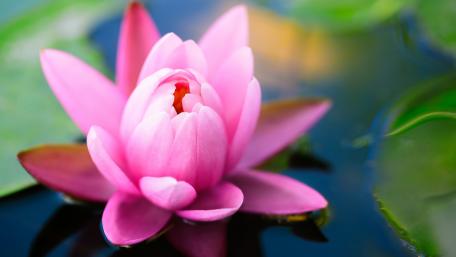 Beautiful Pink Lotus Flower in Tranquil Water Scene wallpaper