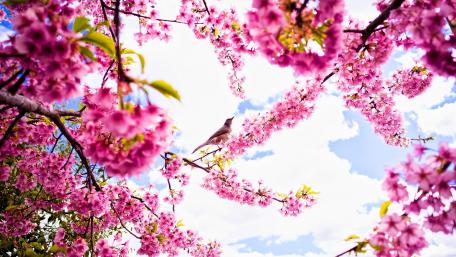 Elegant Bird Amidst Cherry Blossoms in Spring wallpaper