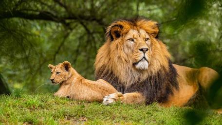 Majestic Lions and Their Playful Cubs wallpaper