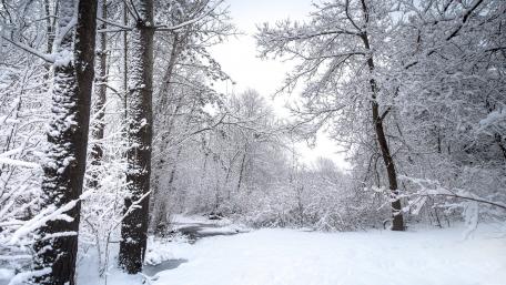 Winter Wonderland in the Snowy Forest wallpaper