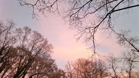 Serene Sunset Through Bare Trees Above wallpaper