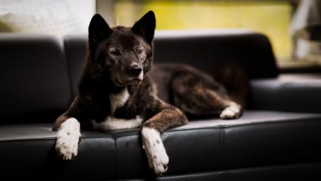 Majestic Dog Relaxing on a Sofa wallpaper