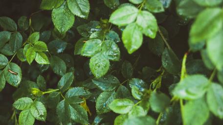Green wallpaper