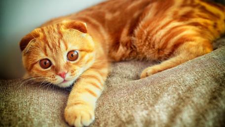 Adorable Red Cat Relaxing on Couch wallpaper