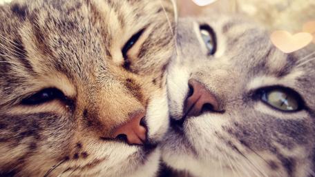 Cuddle Buddies in Feline Love wallpaper