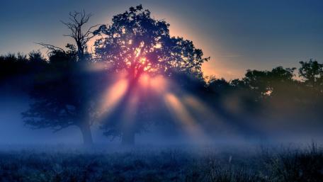 Serene Sunbeams Through Misty Forest wallpaper