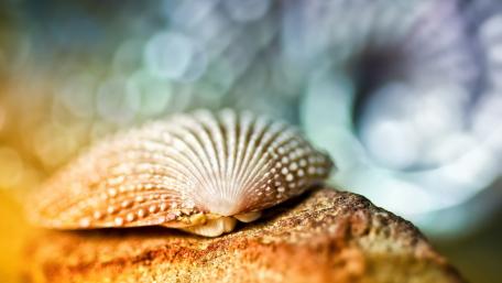 Seashell Serenity in Soft Focus wallpaper