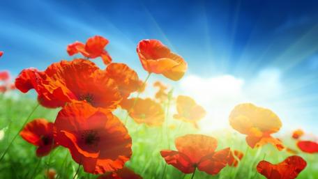 Vibrant Poppy Field in Summer Sunshine wallpaper